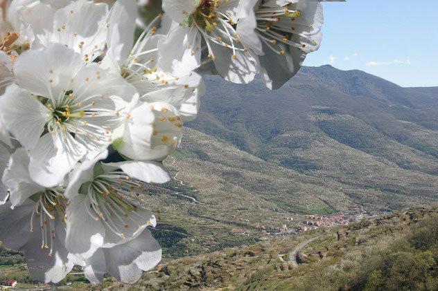 Casas Rurales Fuente Del Aliso Affittacamere Hervás Esterno foto